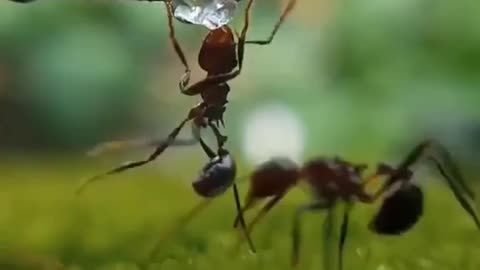 Ant lovers video