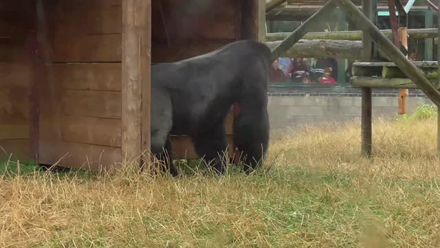 Baby Gorilla Stomps in the Rain