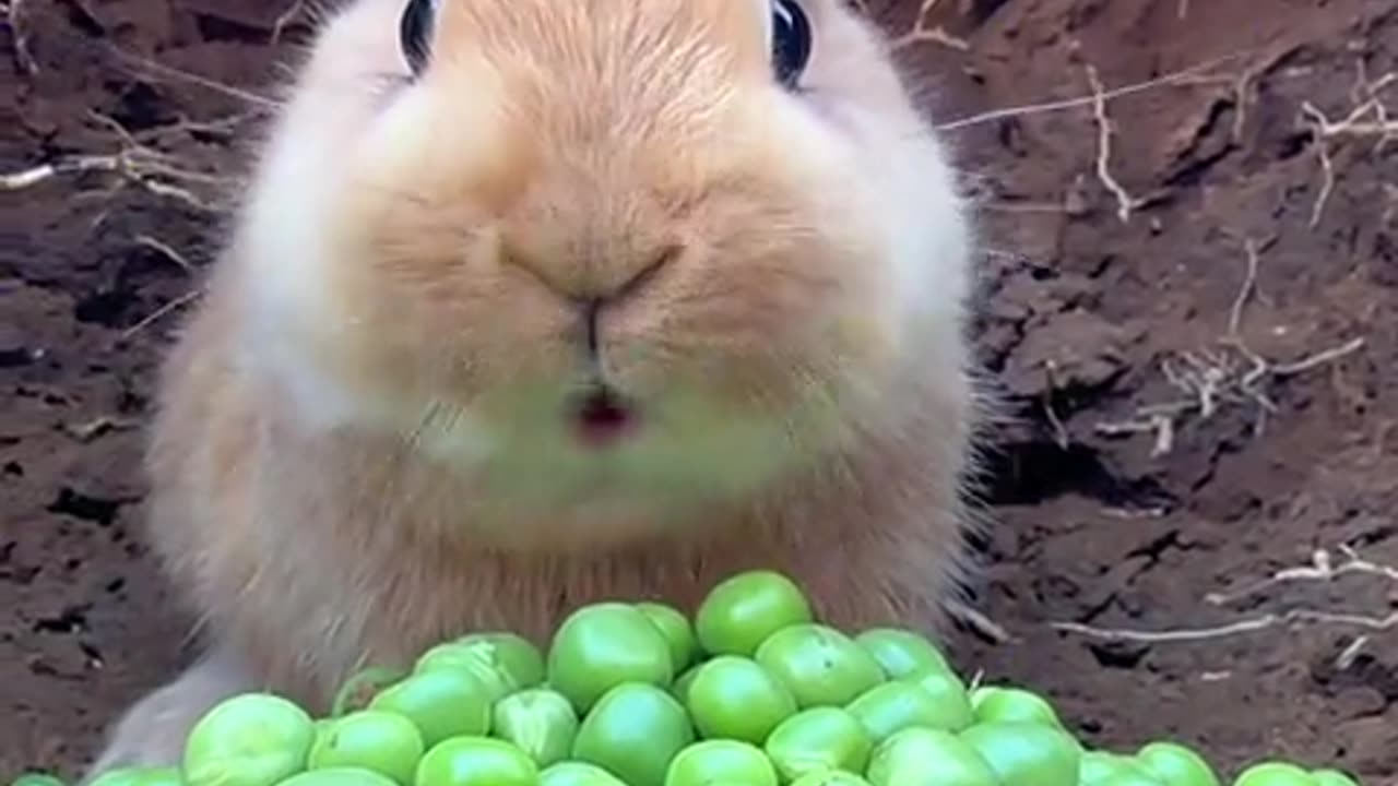 The little bunny is eating beans.