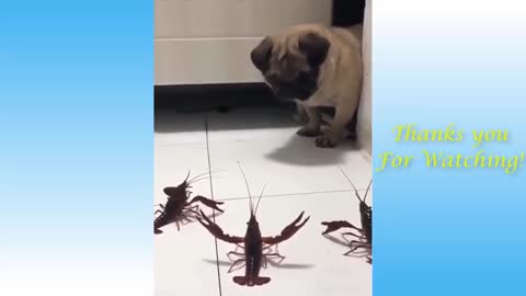 My Dog Is Afraid Of Toy Crabs