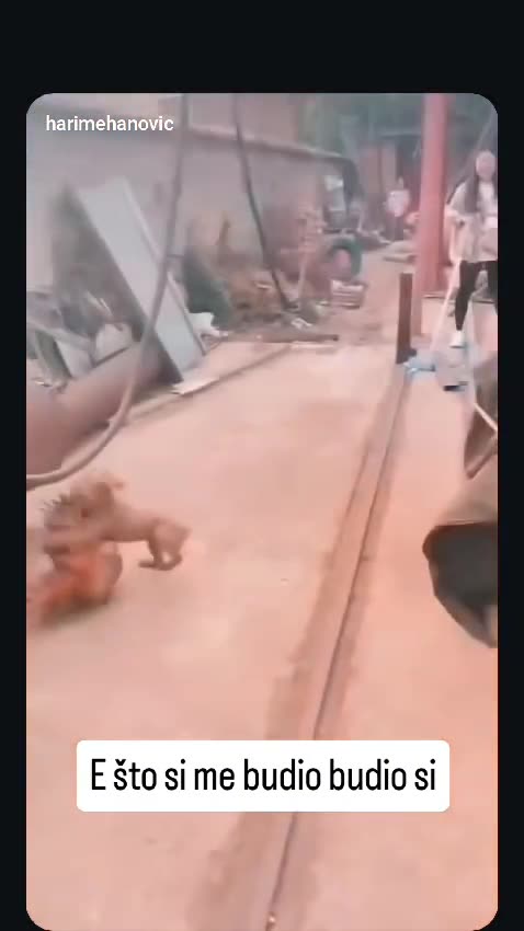 Ever seen a showdown between a dog and a chicken? 🐶🐓