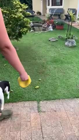 Making my Boston Terrier Happy!