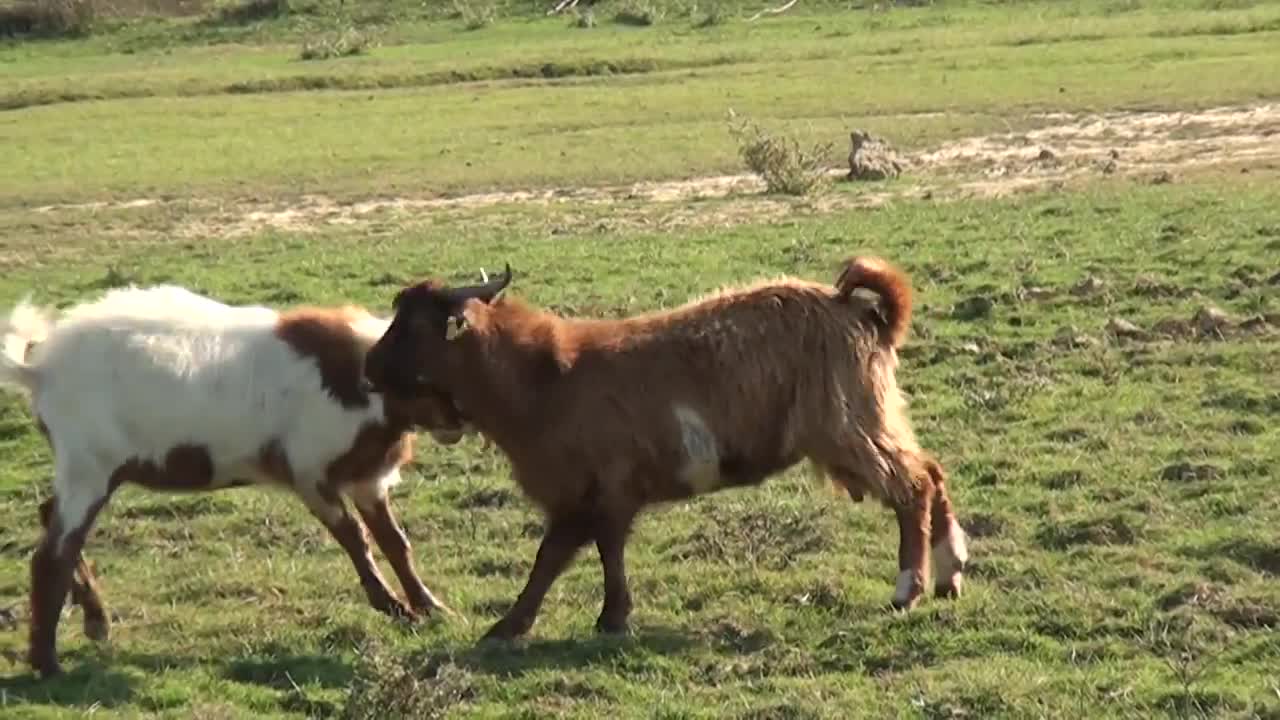 Funny videos goat fighting