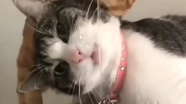 CAT FUNNY VIDEO , TWO FUNNY PAIR OF CATS