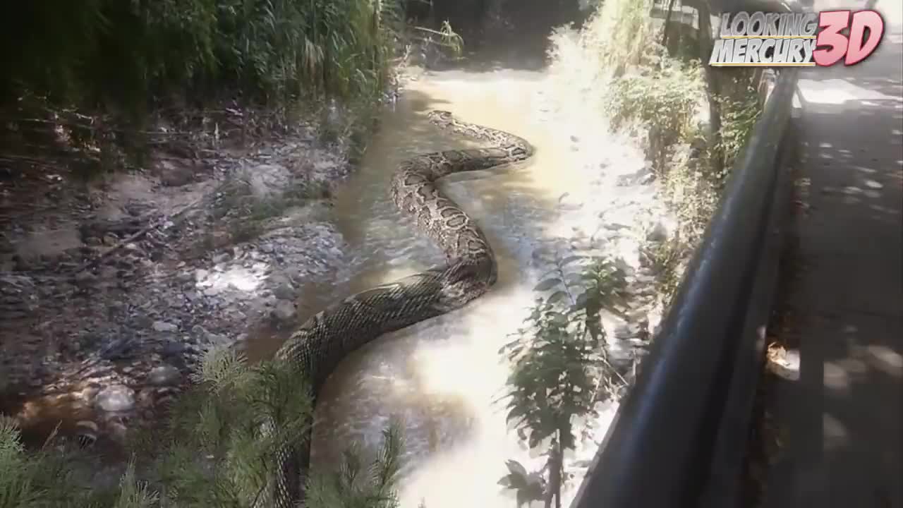 Titanoboa in the Park