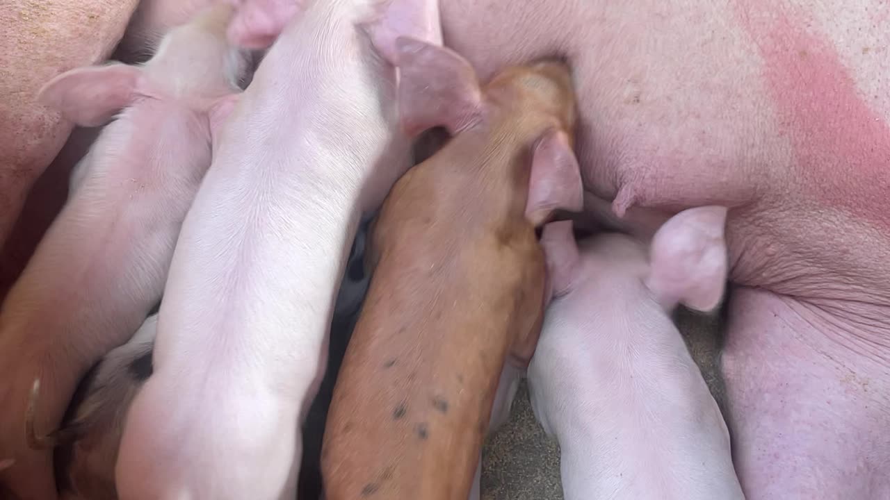 American Yorkshire Mother Pig Feeding So Many Babies Piglets