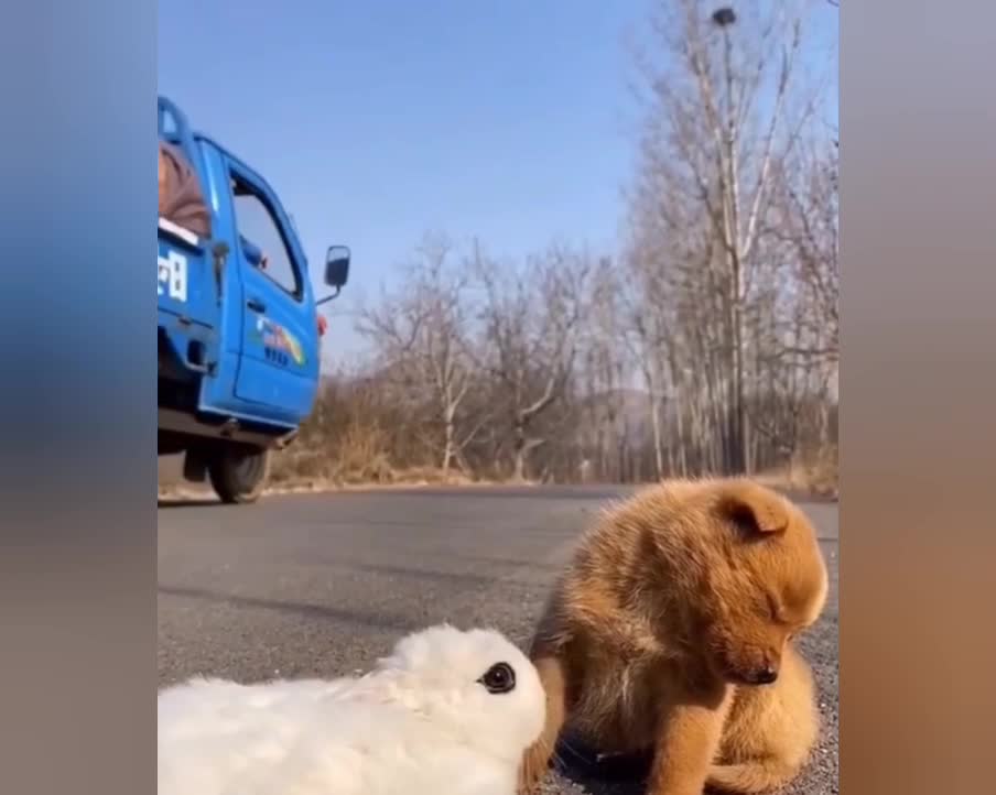 Weird things dogs do #2
