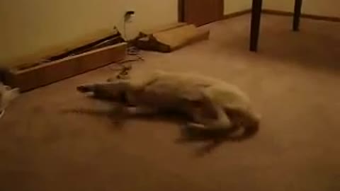 Funny dog sleep walking!