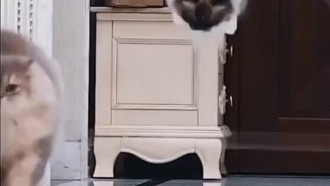 Cats VS Transparent Tape