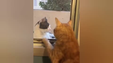 Funny fights of cowardly cats#Fan animals