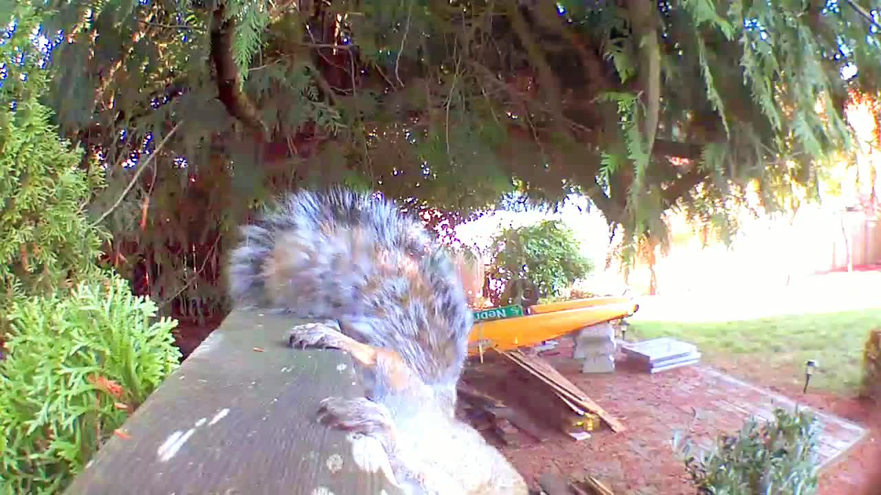 A Squirrel Avoiding the Paparazzi. A BLINK Stops This Squirrel. Finds away around.