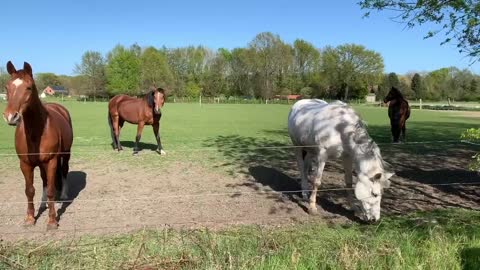 Rare horse moments background with music