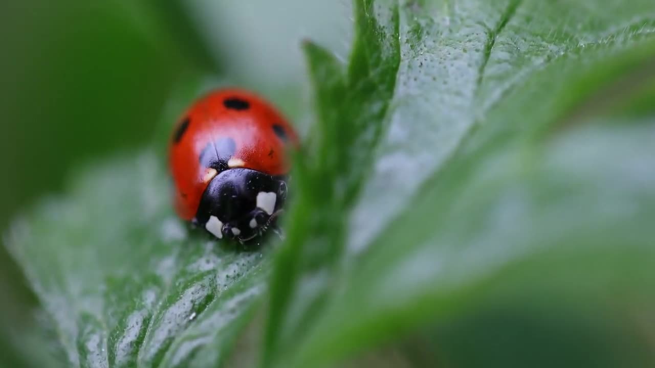 Beetle with Arnold Schwarzenegger - Documentary by Riseout