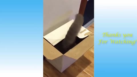 Cat Got Into a Box