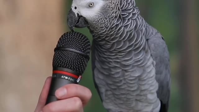 Parrot taking