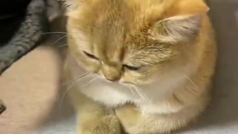 Funny cat videos 😺 Makes me laugh uncontrollably😹 cats have this ability!#16