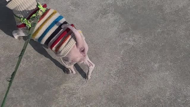 A walking puppy