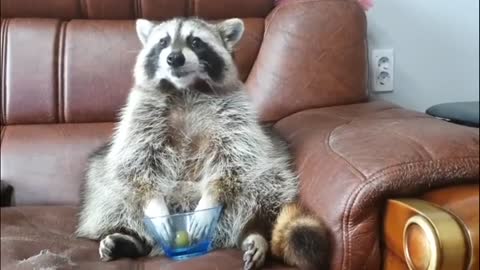 Raccoon's reaction when it runs out of grapes is hilarious