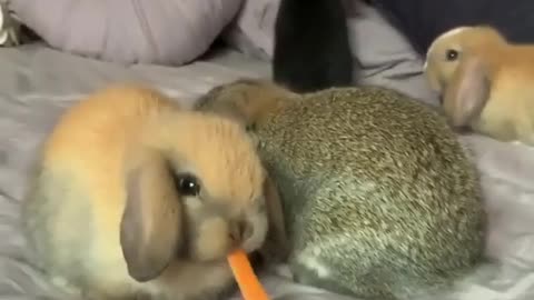 Funny Animals video i