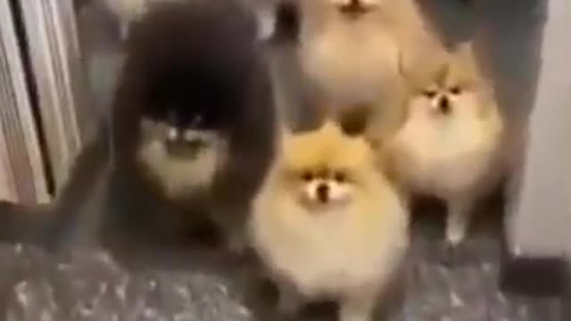 Funny and Cute DOG Videos Compilation,