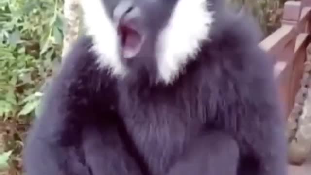 Funny Monkey Voice