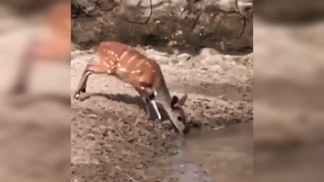 Exact moment when an impala escapes from a clocodile attack.