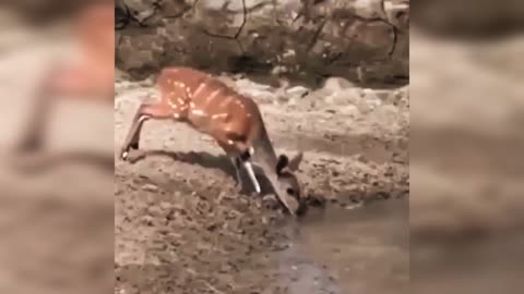Exact moment when an impala escapes from a clocodile attack.