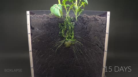 Potato Growing Underground Time Lapse-92 Days