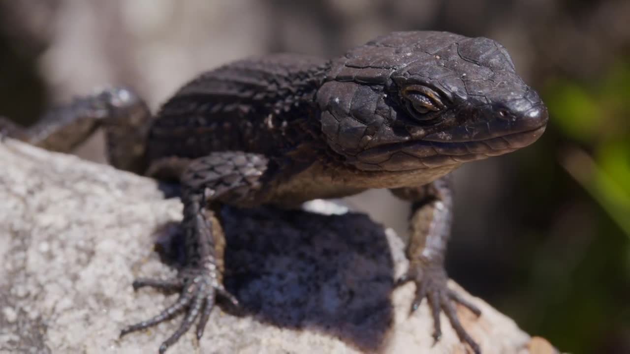 Black Lizard Sun Bathing in South Africa