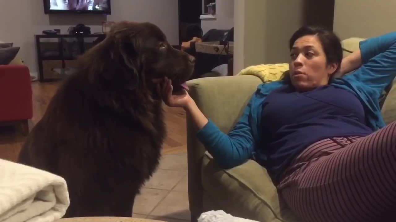 Newfoundland clearly guilty of eating btrher's toy