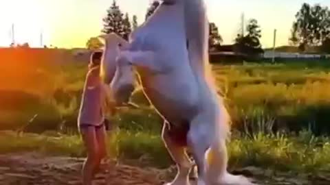 Never seen before such a beautiful horse horse horses animals pet pets
