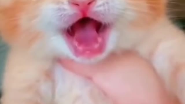 #shorts cat meme & kitten ( tik tok video ] - funny cats meow baby cute compilation [ cat cash home