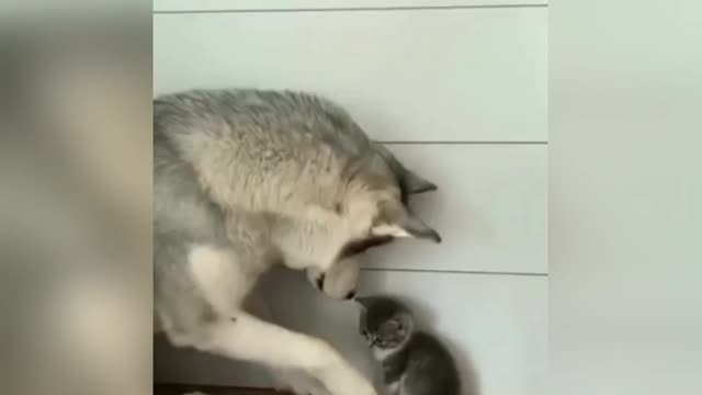 The cute kitten fell asleep with love or fell asleep with it out of fear