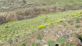 Yearling Elk On The Run