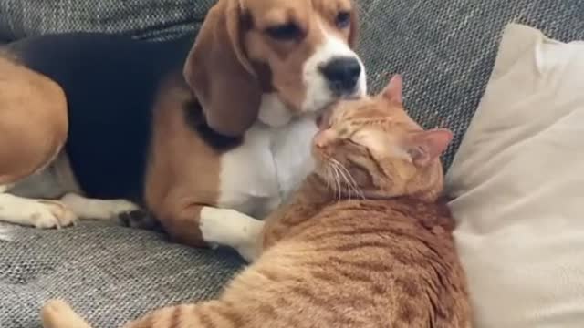 Dog freezes after realizing she's on camera grooming the cat