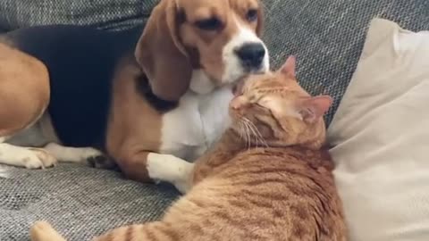 Dog freezes after realizing she's on camera grooming the cat