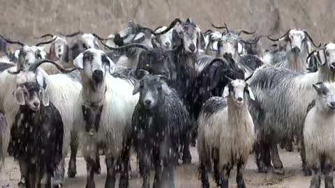 A herd of goats under a snowstorm