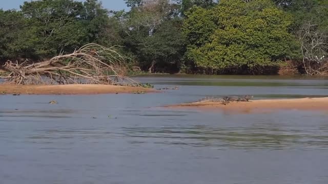 Moments When Big Cats Face the Crocodile