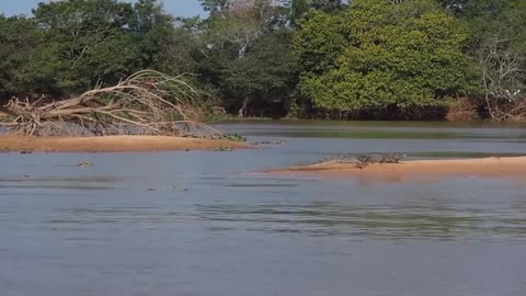 Moments When Big Cats Face the Crocodile