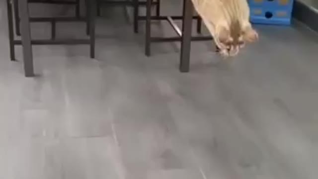 Funny Cat
