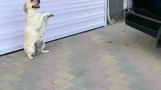 Dogs have to be good at something