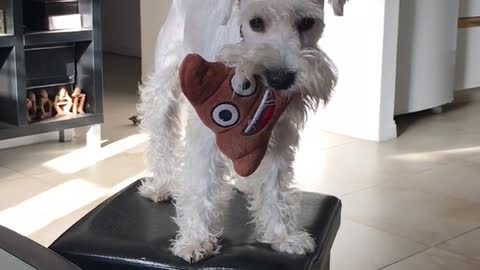 White dog playing with emoji stuffed animal on ottoman