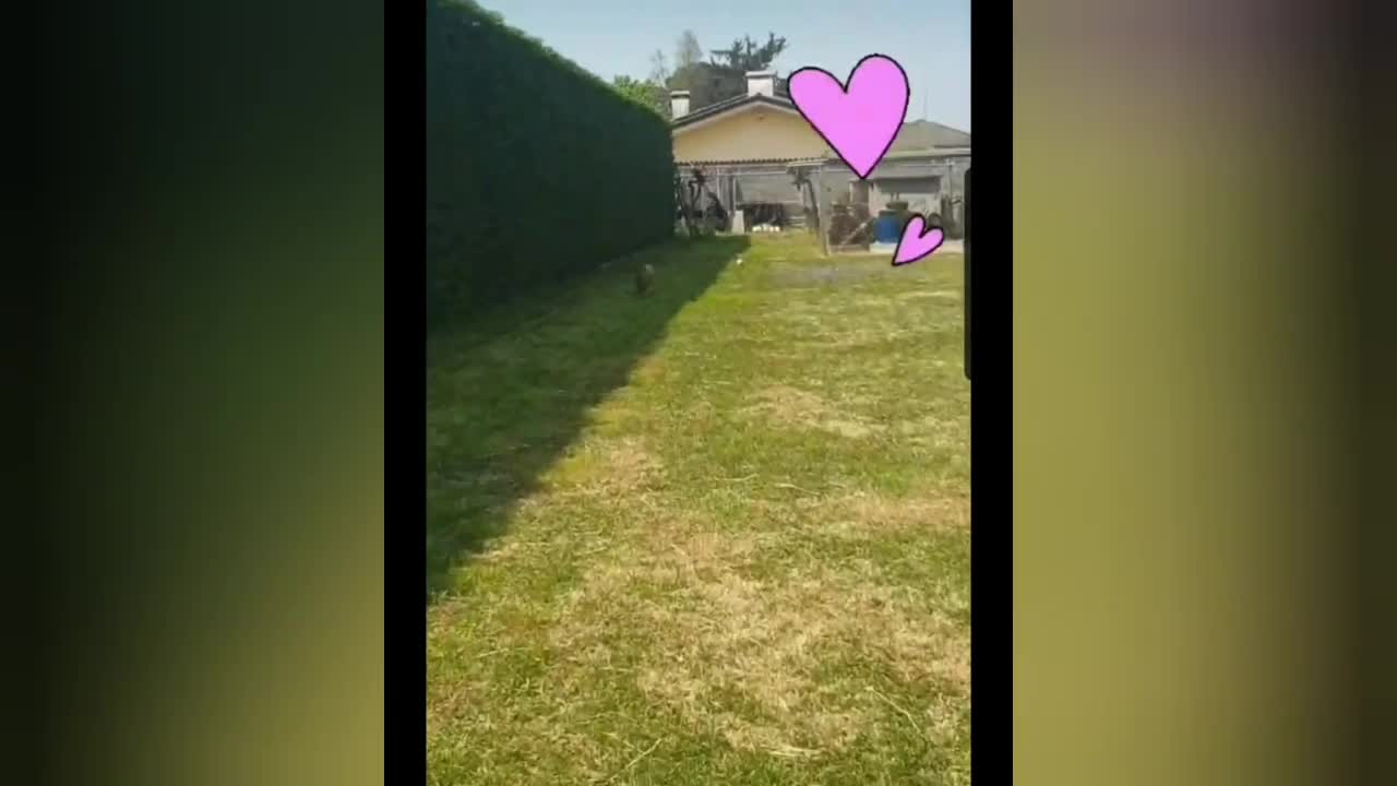 La la dog is training for the world cup 🐶 ⚽️ 🏆