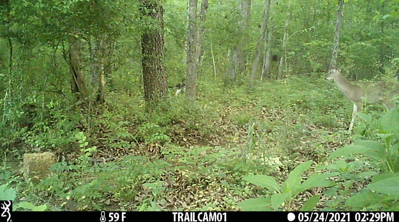 2 deer at deer cam