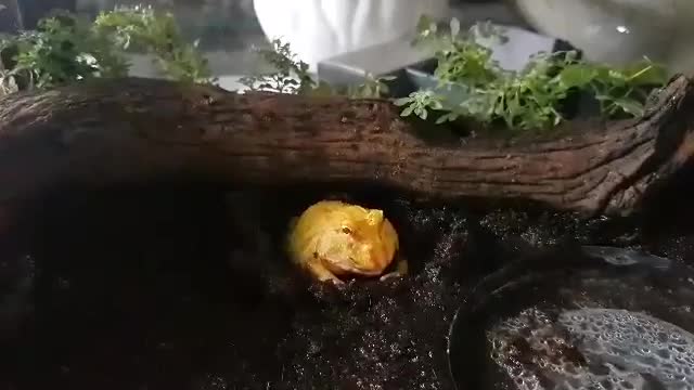 Pacman Frog or Horned Frog Eats A Juicy Meal Worm!