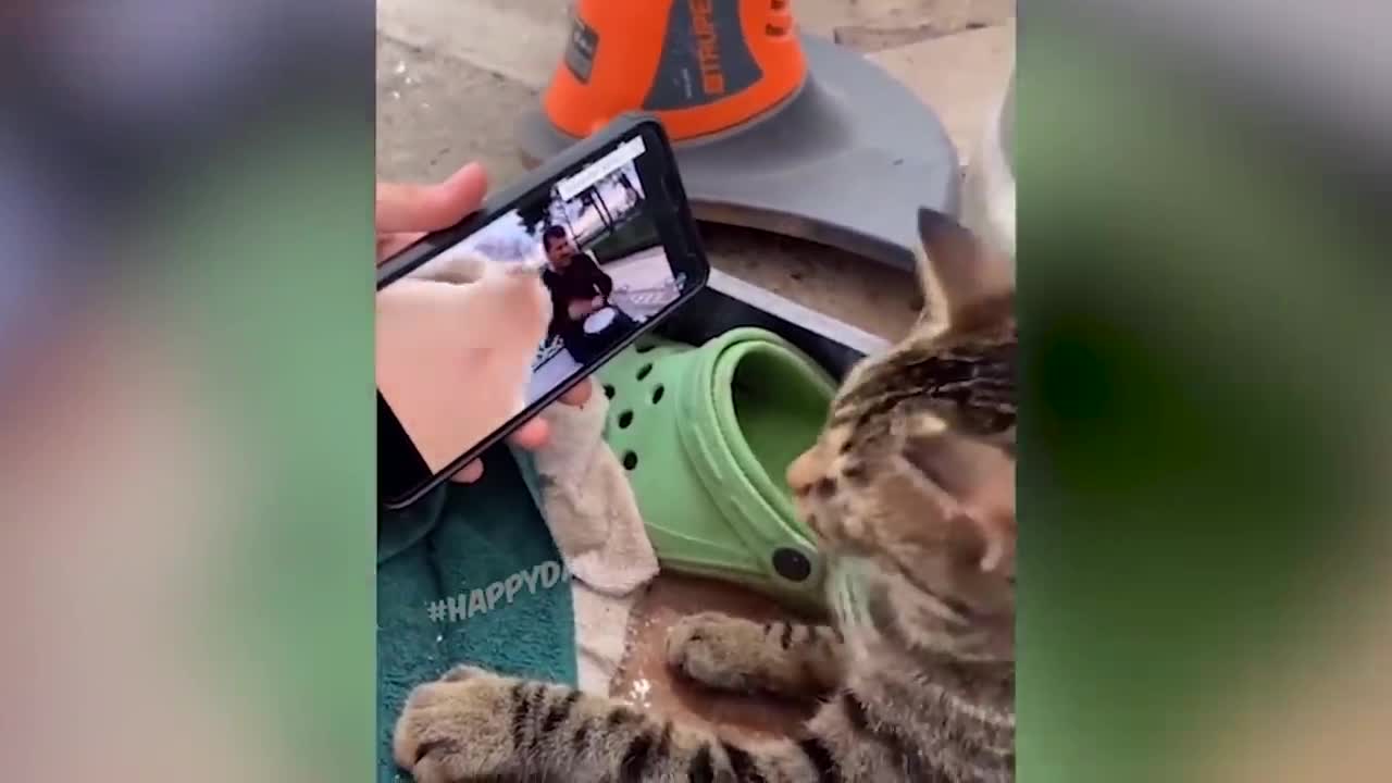 Cute, funny animals