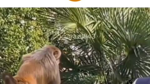 Monkey funny video 🤣🤣