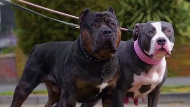 SUPER PITBULL | Pair Of Pit Bulls