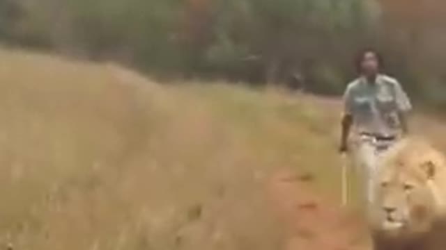 A man handling 🦁 with stick.