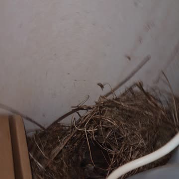 HANGING GARDEN BIRD NEST